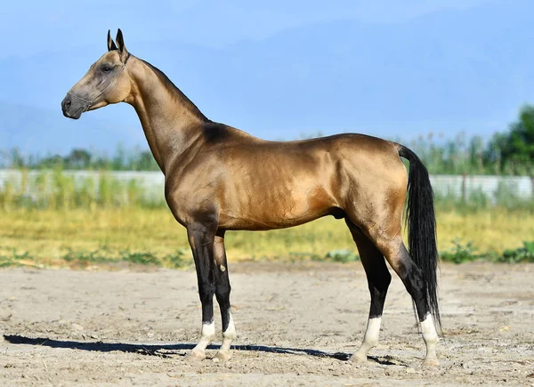 Golden Buckskin Akhal Teke Επιβήτορας Στέκεται Ένα Δρόμο Καλοκαίρι — Φωτογραφία Αρχείου