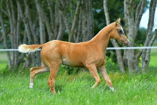 Chestnut Akhal Teke Foal Prancing Grass Summer Paddock — Foto Stock