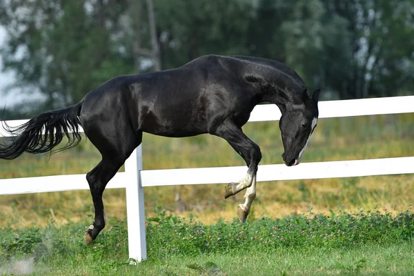 Vicces Fekete Fiatal Akhal Teke Csődör Repül Kifutón Mozgásban Oldalnézetben — Stock Fotó