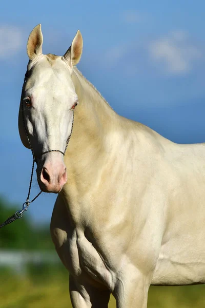 Perlino Akhal Teke Επιβήτορας Ένα Φωτοστέφανο Έξω Πορτρέτο — Φωτογραφία Αρχείου