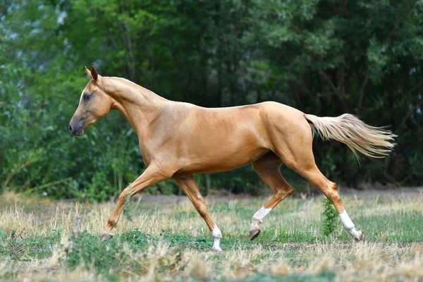 Purebred Palomino Akhal Teke Stallion Running Trot Grass Summer — Foto de Stock