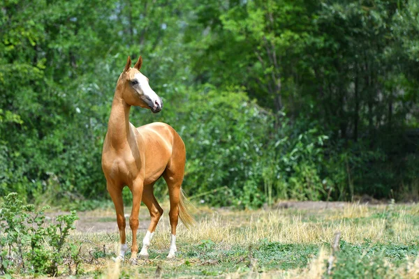 Pequeno Cavalo Akhal Teke Castanha Com Cabeça Branca Campo Com — Fotografia de Stock