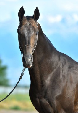 Dark Bay Akhal Teke atı, yazın bir gözü kapalı, dizinin ipinde poz veriyor. Hayvan portresi.