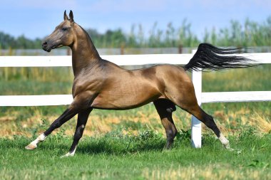 Buckskin Akhal aygırı yaz otlaklarında beyaz çitler boyunca dörtnala koşuyor..