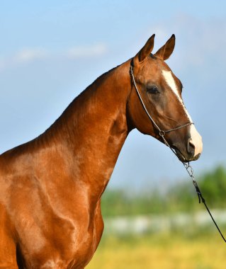 Kestane rengi Akhal Teke cinsi at, dizinin yukarısında dikey, portre, kenar manzaralı poz veriyor..