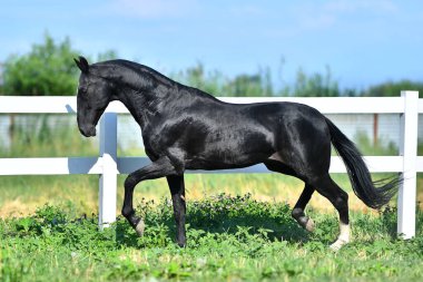 Siyah Akhal Teke çit boyunca koşuyor. Yan görünüm, hareket halinde,