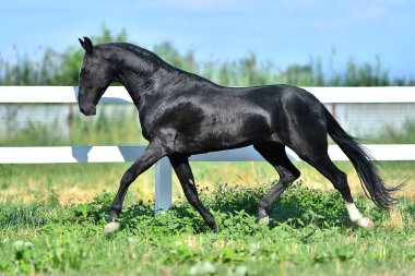 Siyah Akhal Teke çit boyunca koşuyor. Yan görünüm, hareket halinde,