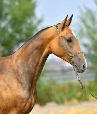 Bay Akhal Teke 'nin yaz aygırı. Hayvan portresi.