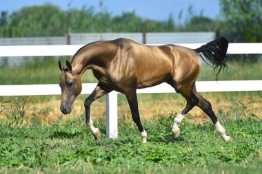 Buckskin Akhal aygırı yaz otlaklarında beyaz çitler boyunca koşuyor..