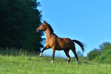 Bay Horse dörtnala koşuyor. Hareket halinde.