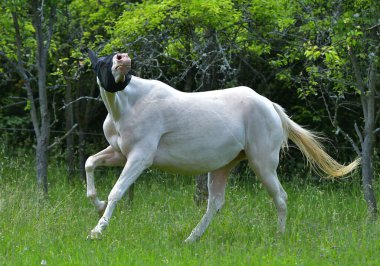 Cremello Akhal Teke atı sahada maskeyle koşuyor. Hayvan böcek koruması..