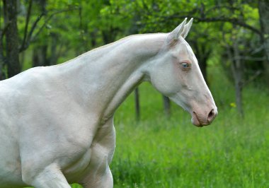 Cremello Akhal Teke 'nin tarlada koşan at portresi. Hareket halinde.