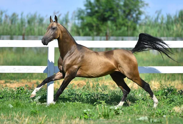 Buckskin Akhal aygırı yaz otlaklarında beyaz çitler boyunca dörtnala koşuyor..