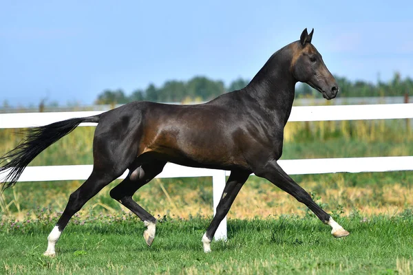 Stallone Akhal Teke Nero Che Corre Trotto Lungo Recinzione Bianca — Foto Stock