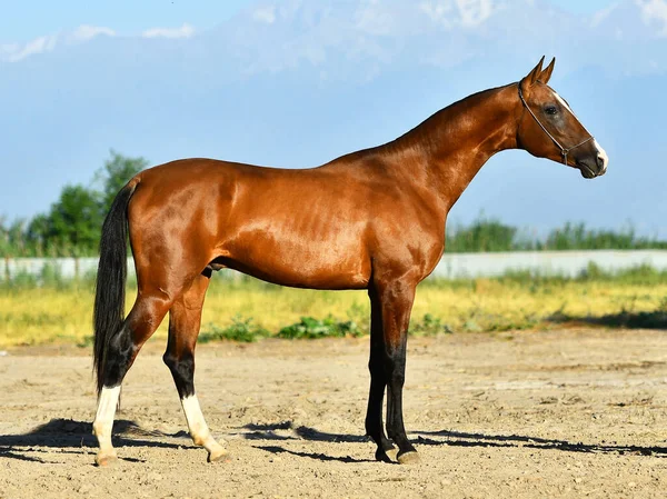 Bay Akhal Teke Stallone Posa Mostra Cavezza Piedi Lateralmente — Foto Stock