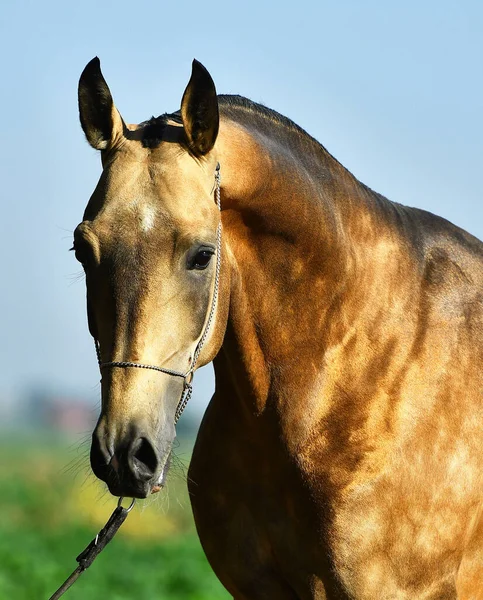 Buckskin Akhal Teke Hřebec Ohlávce Svislý Výřez Přední Pohled — Stock fotografie