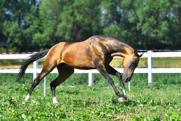 Tatlı Buckskin Akhal Teke cinsi aygır otlakta beyaz çitler boyunca homurdanıyor. Yatay, kenar görünüm, hareket halinde.