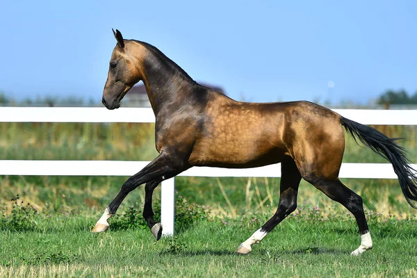 Tatlı Buckskin Akhal Teke cinsi aygır otlakta beyaz çitler boyunca homurdanıyor. Yatay, kenar görünüm, hareket halinde.