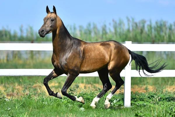 Cute Buckskin Akhal Teke Breed Stallion Cantering White Fence Paddock — Stock Photo, Image