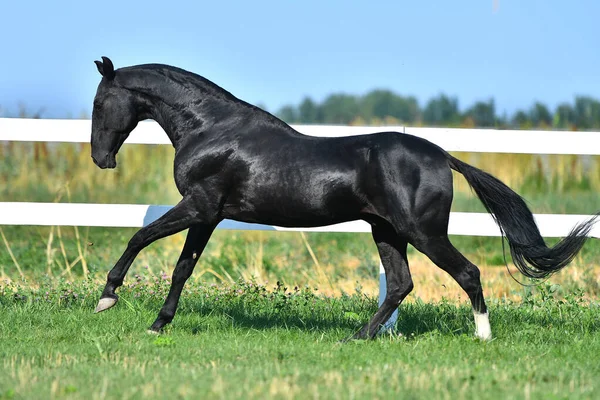 Black Akhal Teke Semental Galopando Largo Cerca Paddock Vista Lateral —  Fotos de Stock