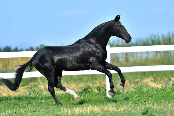 Stallone Akhal Teke Nero Galoppante Lungo Recinzione Paddock Vista Laterale — Foto Stock