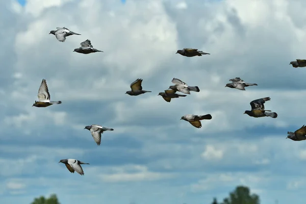 Bando Pombos Voando Céu Nublado Fechar — Fotografia de Stock