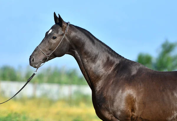 Чистая Черная Лошадь Ахал Теке Голубом Фоне Неба Портрет — стоковое фото