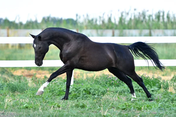 Чорний Akhal Teke Жеребець Біжить Швидким Галопом Вздовж Білого Паркану — стокове фото