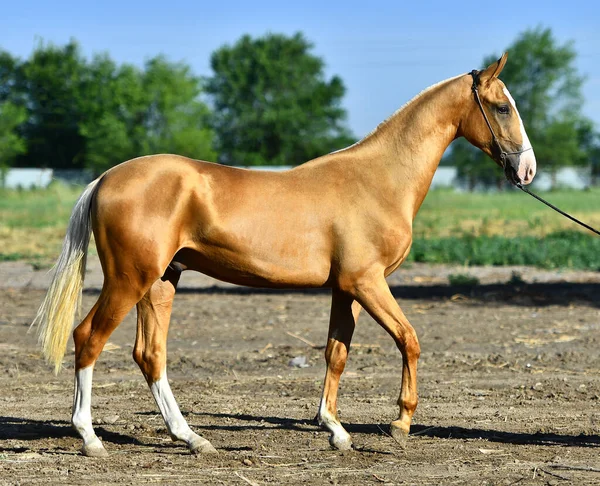 黄金のパロミノAkhal夏に道路に立って馬を取る — ストック写真
