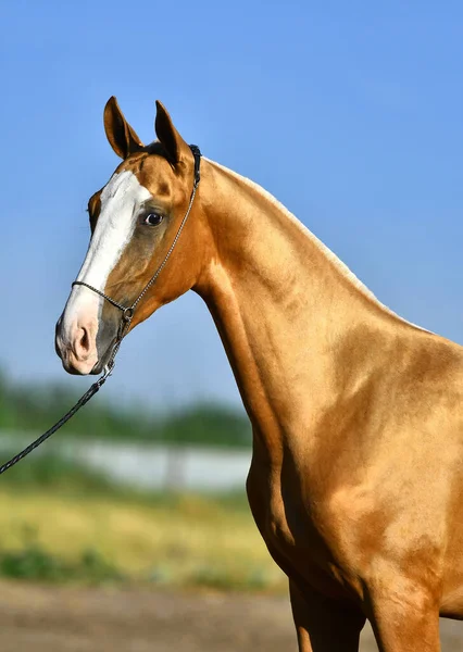 Castanha Brilhante Garanhão Akhal Teke Show Halter Luz Solar Verão — Fotografia de Stock