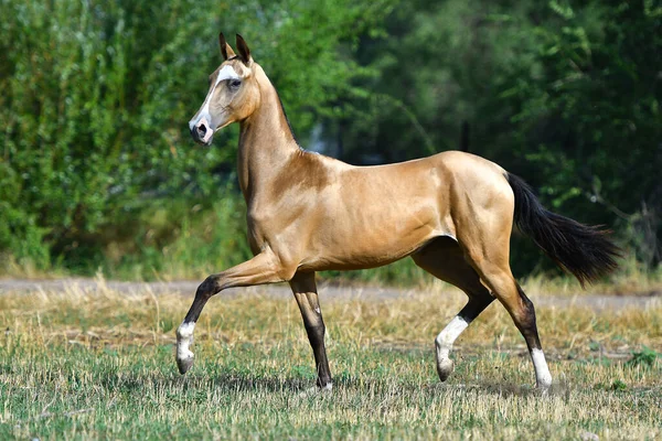 Safkan Boğa Derisi Akhal Teke Aygırı Yazın Çimenlerde Koşuyor — Stok fotoğraf