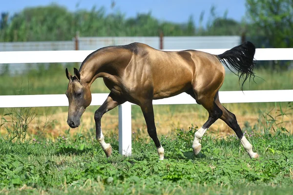 Buckskin Akhal aygırı yaz otlaklarında beyaz çitler boyunca koşuyor..