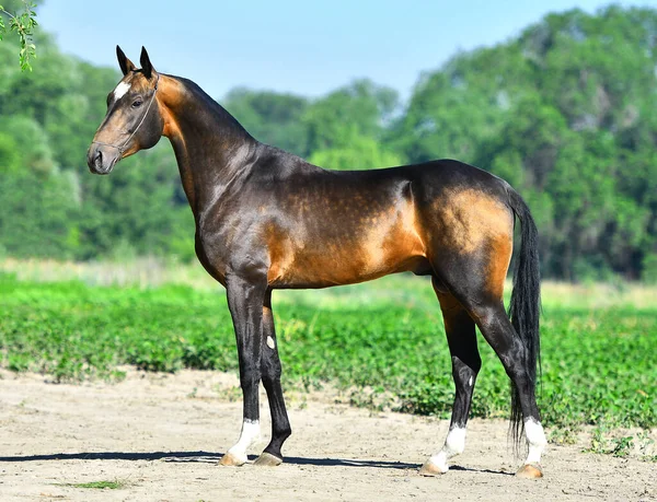 Dark Buckskin Akhal Teke Stallion Posing Green Field — Stock Photo, Image