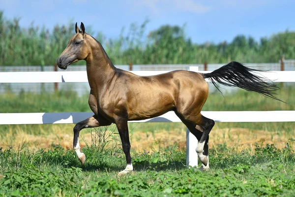 夏天的牧场上 巴克皮的Akhal Teke种马沿着白色的篱笆小跑着 — 图库照片