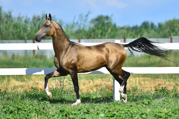 Buckskin Akhal Teke Stallion Running Trot White Fence Summer Pasture — Stock Photo, Image