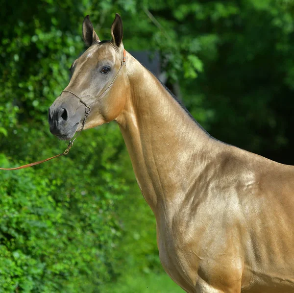 Buckskin Akhal Teke Garanhão Uma Floresta Retrato Animal Lado — Fotografia de Stock