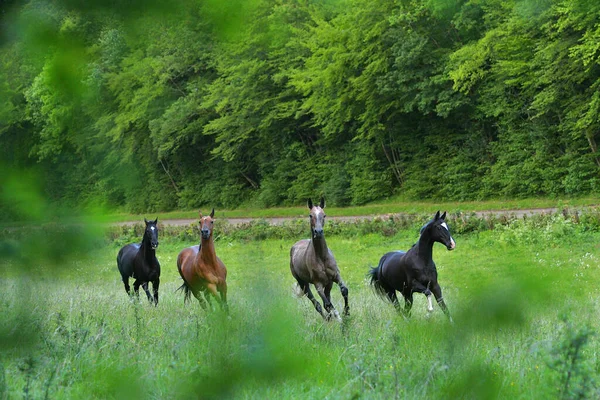Чотири Коні Ахалтеки Біжать Пасовищі Щасливі Тварини — стокове фото