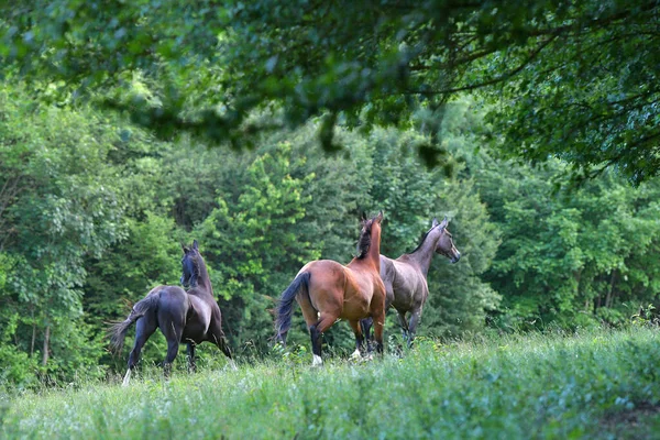 Drei Achal Teke Pferde Laufen Auf Der Weide Glückliche Herdentiere — Stockfoto