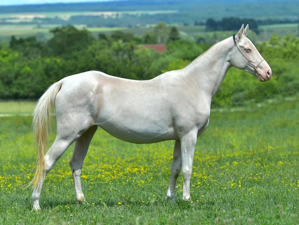 Cremello Akhal Teke Ciężarna Klacz Halterze Pokazowym Stojąca Polu Portret — Zdjęcie stockowe