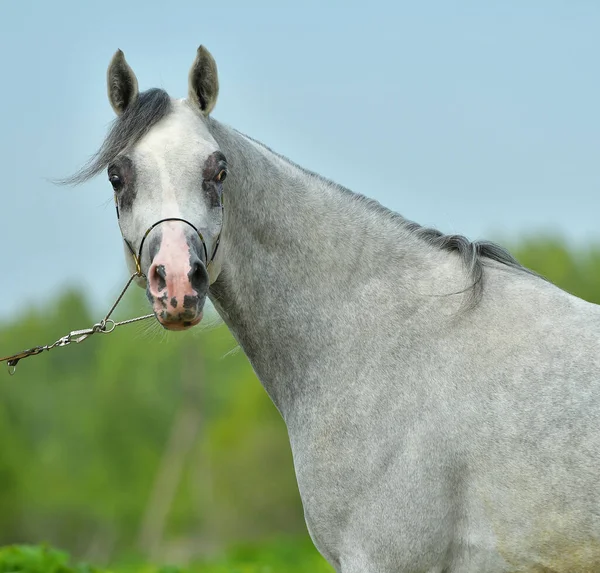 Симпатичная Серая Арабская Лошадь Шоу Холтере Стоящая Зеленом Поле Смотрящая — стоковое фото