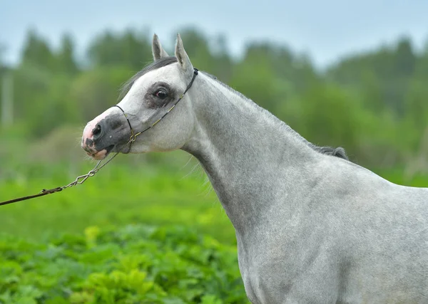 Cavallo Arabo Grigio Una Cavezza Spettacolo Piedi Campo Verde Ritratto — Foto Stock