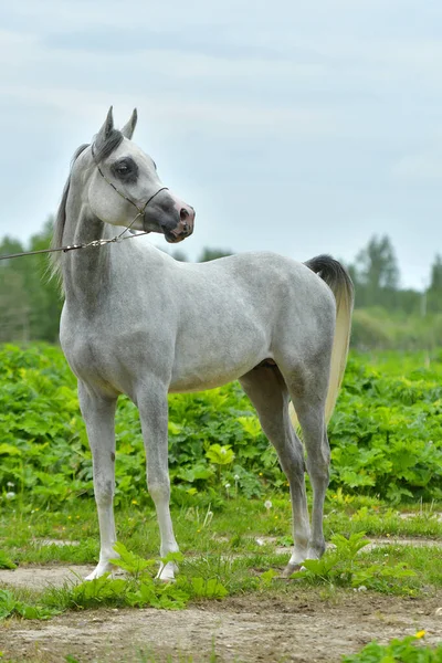 Grey Arabian Horse Show Halter Standing Green Field Sideways — Stock Photo, Image