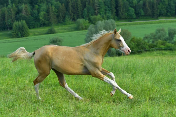 Palomino Akhal Teke Tenyészló Nagy Fehér Jelzésekkel Fején Lábain Vágtában — Stock Fotó