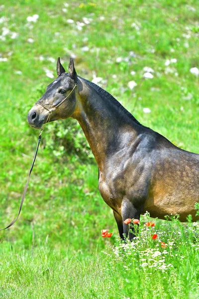 Portrait Buckskin Akhal Teke Stallion Side View — Stock Photo, Image