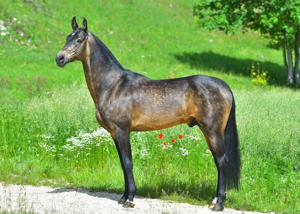 Buckskin Akhal Teke aygırının portresi. Yan görünüm.