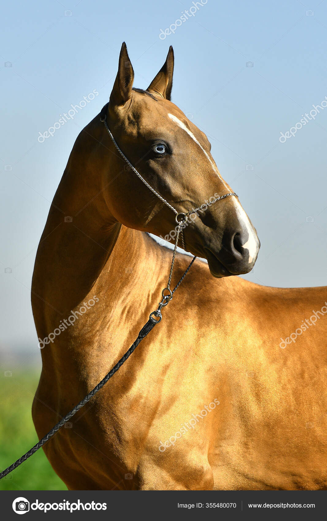 Golden Buckskin Akhal Teke Stallion Blue Eyes Show Halter Portrait Royalty Free Photo Stock Image By C Arthorse 355480070