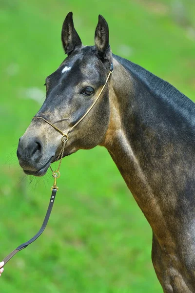 Portrait Buckskin Akhal Teke Stallion Side View — Stock Photo, Image