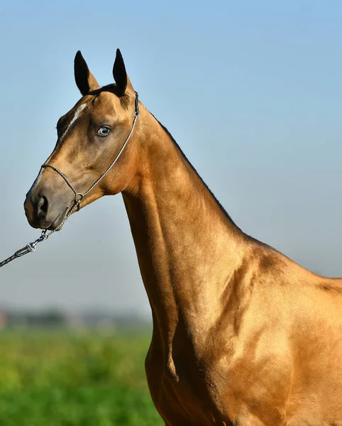 Goldener Hirschlederhengst Akhal Teke Mit Blauen Augen Showhalter Porträt — Stockfoto