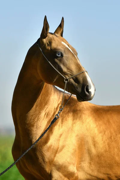 Golden Buckskin Akhal Teke Stallion Blue Eyes Show Halter Portrait — Stock Photo, Image