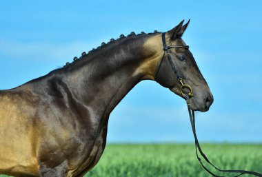 Portrat of buckskin akhal teke stallion in a bridle standing outside in a summer field against blue sky. Equestrian sport. clipart